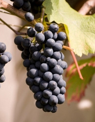 Vinova loza Cabernet Cortis