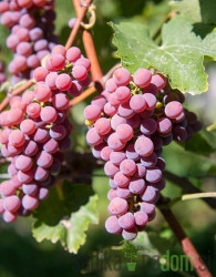 Vinova loza Sauvignier Gris