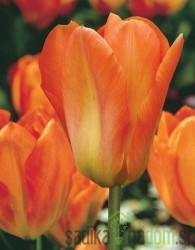 Tulipan Orange Emperor