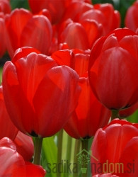 Tulipan Red