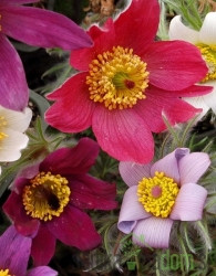 Obična sasa (Pulsatilla vulgaris) - mješavina boja
