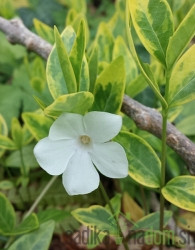 Obični zimzelen Alba Variegata (Vinca minor)