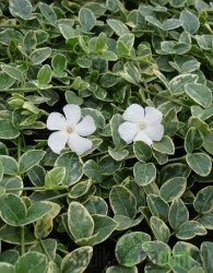  Obični zimzelen Evelyn (Vinca minor)