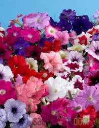 Viseća petunija (Petunia sp.)