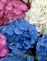 Vrtna hortenzija Pink Ball (Hydrangea macrophylla)