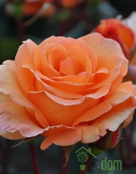 Ruža Doris Tystermann