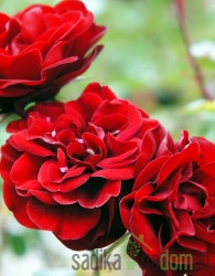 Ruža Lavaglut - stabljičasta višecvjetnica