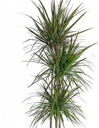 Obrubljeni zmajevac (Dracaena Marginata) - razgranato