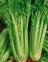 Aromatično bilje Celer listaš