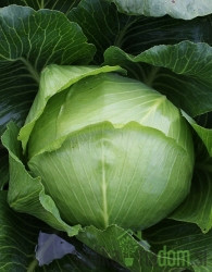 Sjeme Kupus Ljubljanski