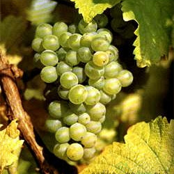 Loza Rajnski rizling