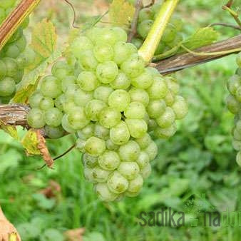 Loza Muškat ottonel