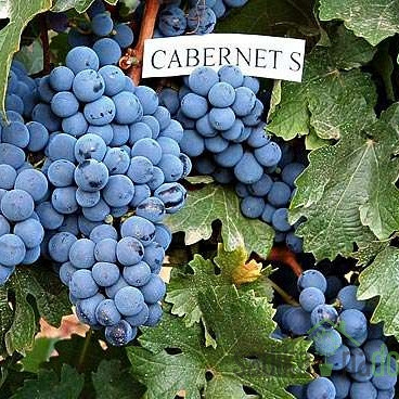 Loza Cabernet Sauvignon