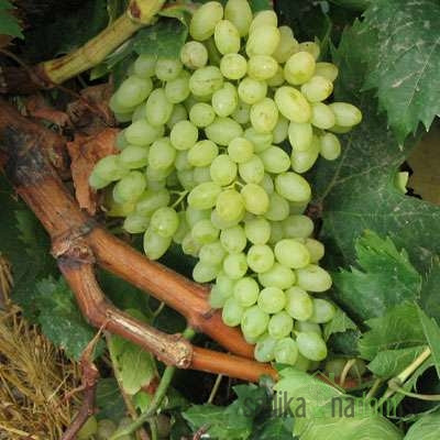 Loza Sultanina / bez koštica