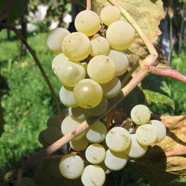 Loza Bijela šmarnica