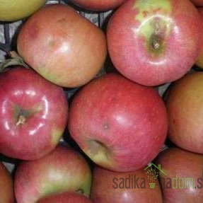 Jabuka Goriška sevka