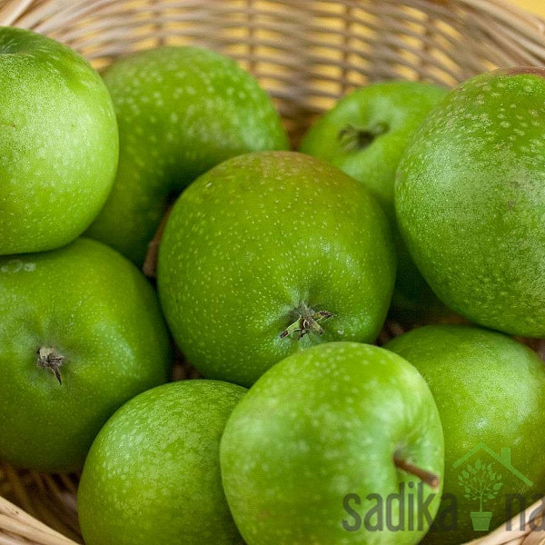 Jabuka Granny Smith