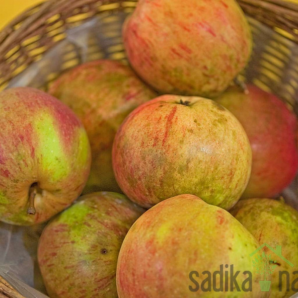 Jabuka Krivopeteljka