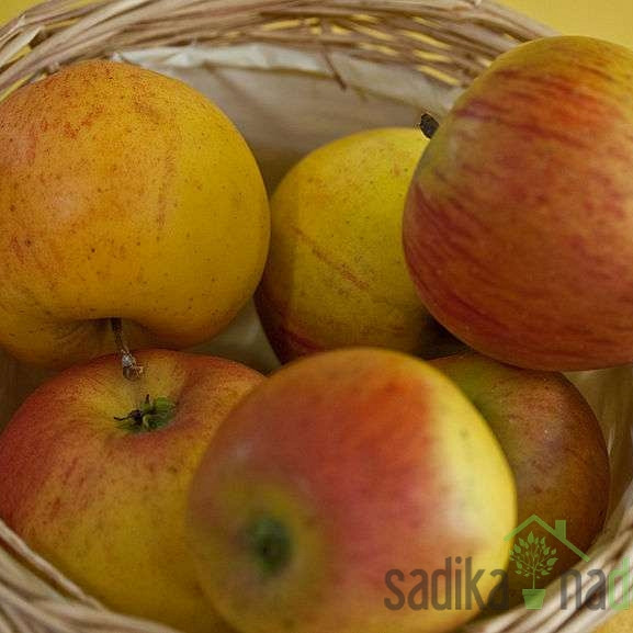 Jabuka Zlatna parmenka