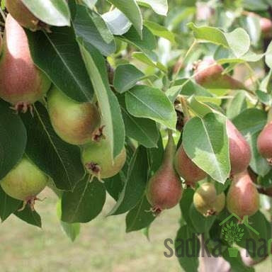 Kruška Lipanjska ljepotica