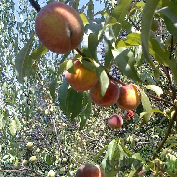 Breskva Vinogradarska