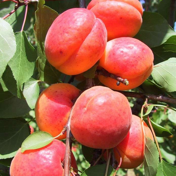 Kajsija Orange red