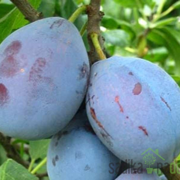 Šljiva Čačanska ljepotica