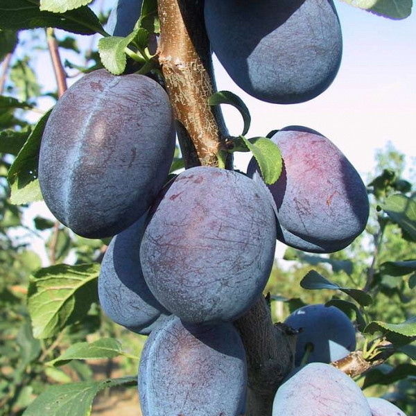 Šljiva Čačanska najbolja