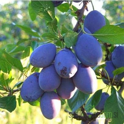 Šljiva Čačanska rana