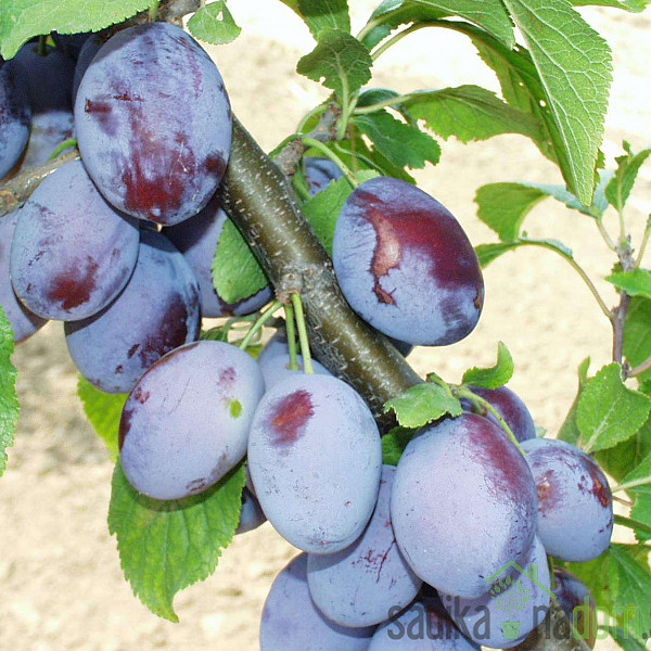 Šljiva Čačanska rodna