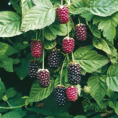 Boysenberry