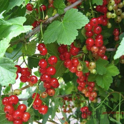 Crveni ribiz Jeniffer