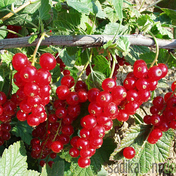 Crveni ribiz Rovada