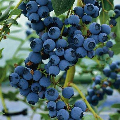 Američka borovnica Blueray