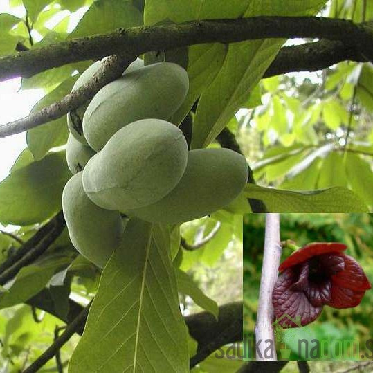 Asimina Prima