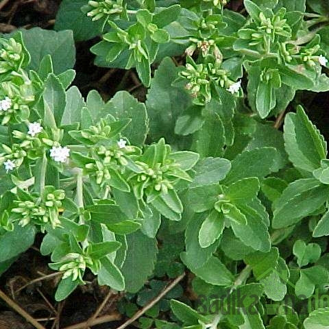 Mirisna biljka Stevija