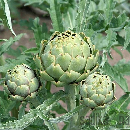 Artičoka
