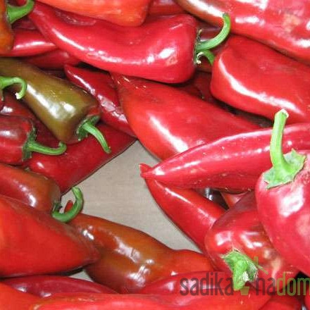 Paprika Kurtovska kapija