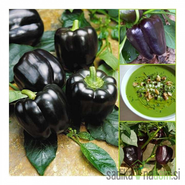 Paprika Yolo Wonder - Mavras
