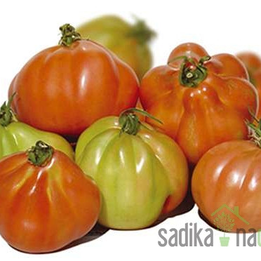 Rajčica Cour di bue d