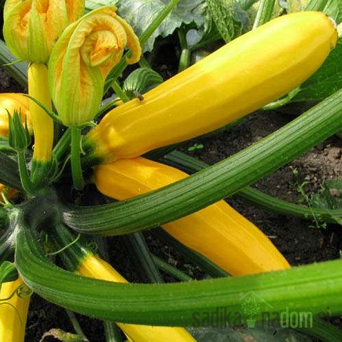 Tikvica Golden Zucchini