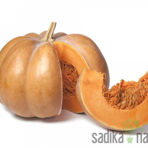 Tikvica muškatna Muscade De Provence