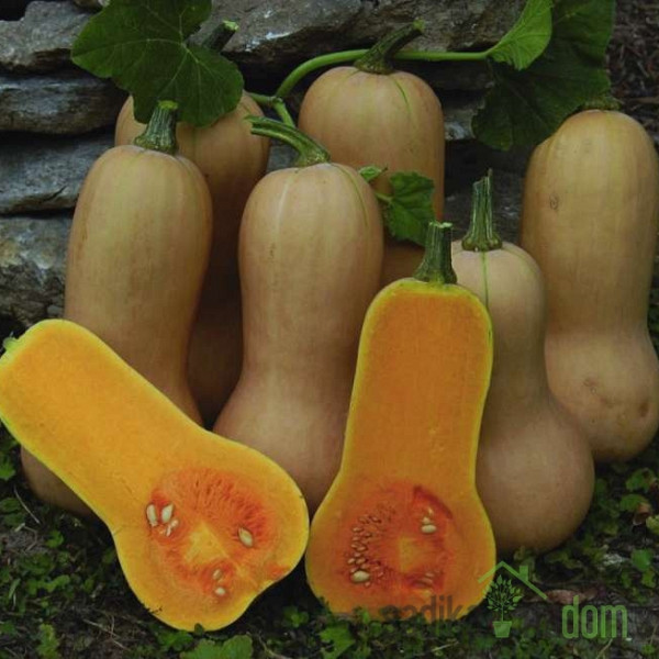 Tikvica maslenka Waltham