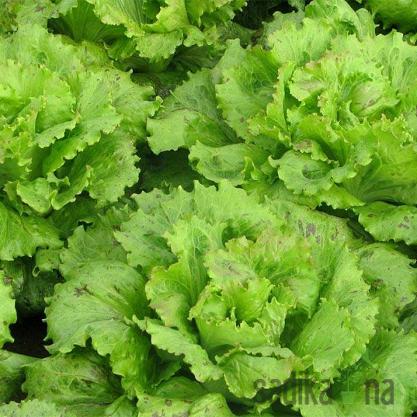 Salata zimska Vegorka
