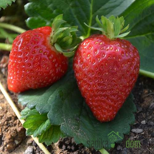 Jagoda višerodna Diamante - VIŠERODNA