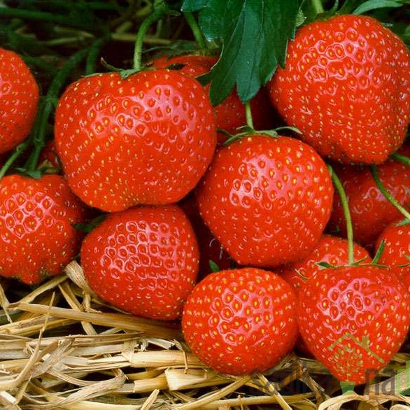 Jagoda jednorodna Elsanta - JEDNORODNA