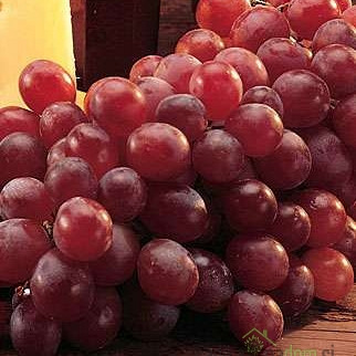 Loza Reliance / bez koštica