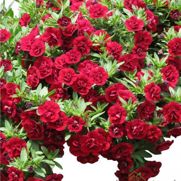 Calibrachoa Double Ruby