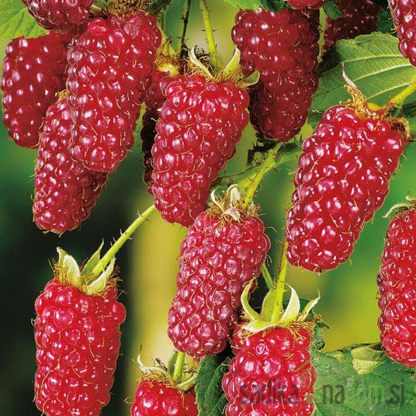 Tayberry Buckingham