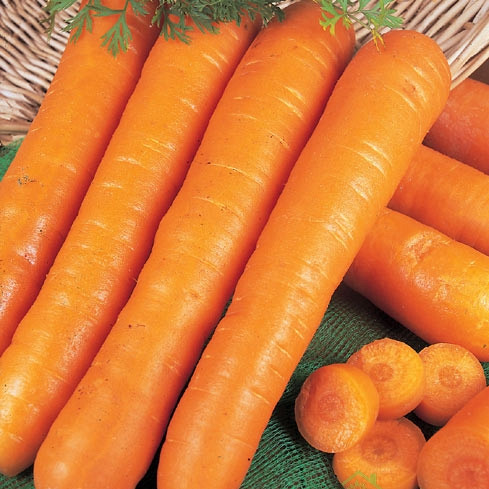 Sjeme BIO Mrkva Nantes